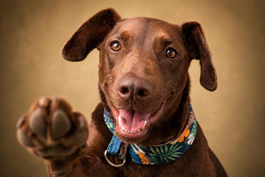Choco, a dog available for adoption
