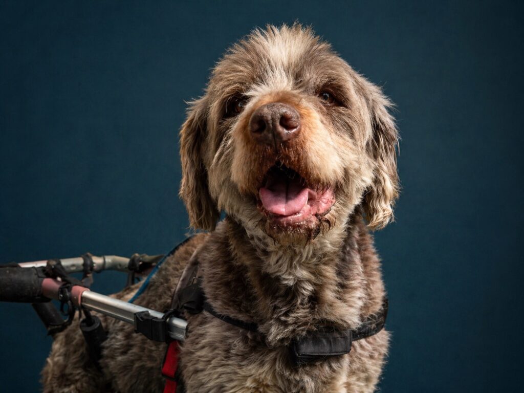Dickens, an elderly permanent resident