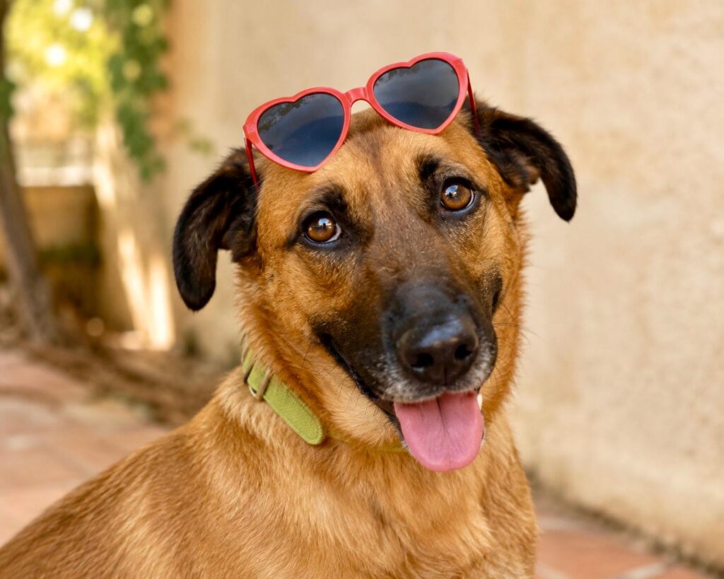 Rosa, a dog available for adoption